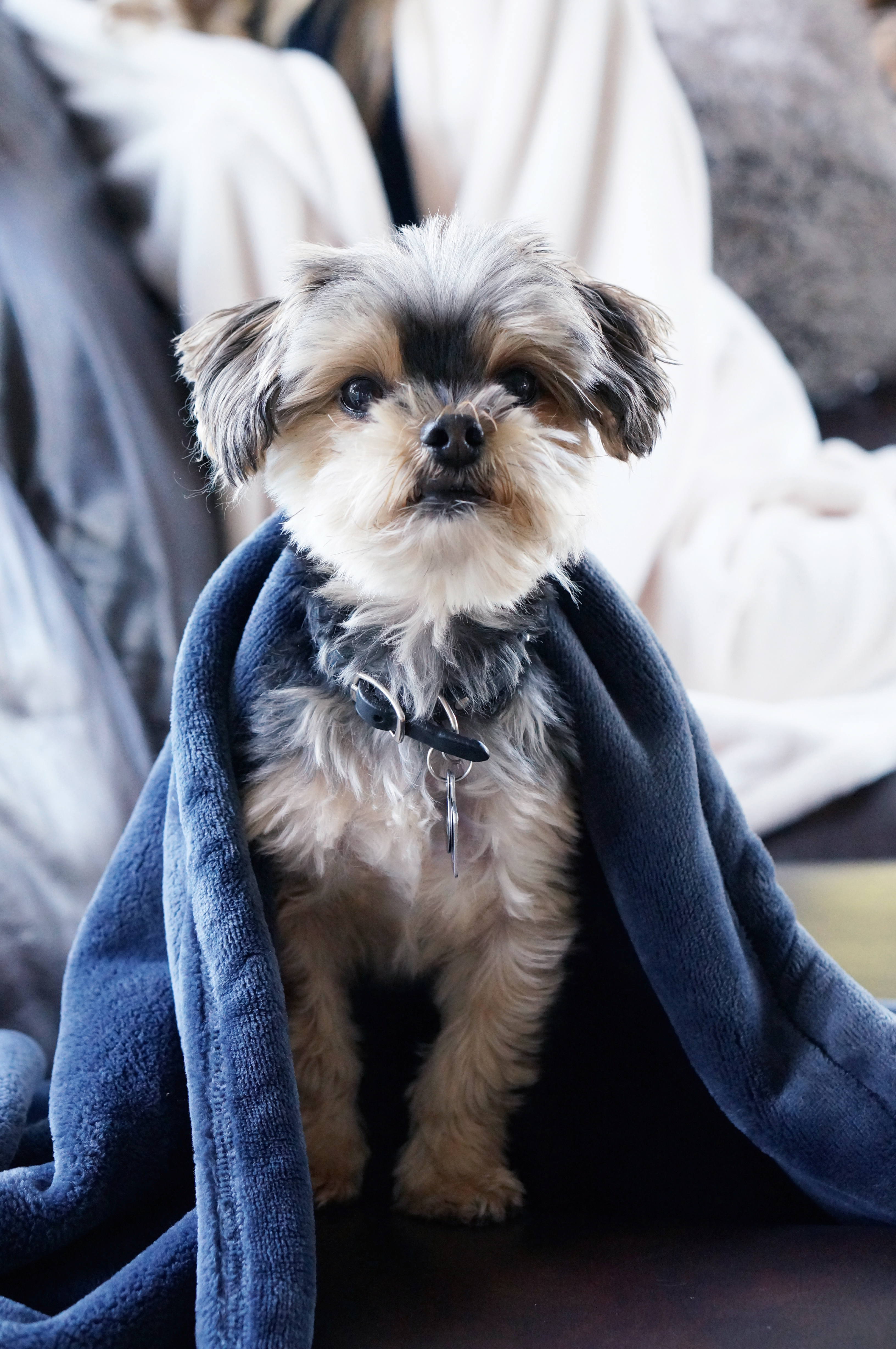 The American Blanket Company Fleece Dog Blanket