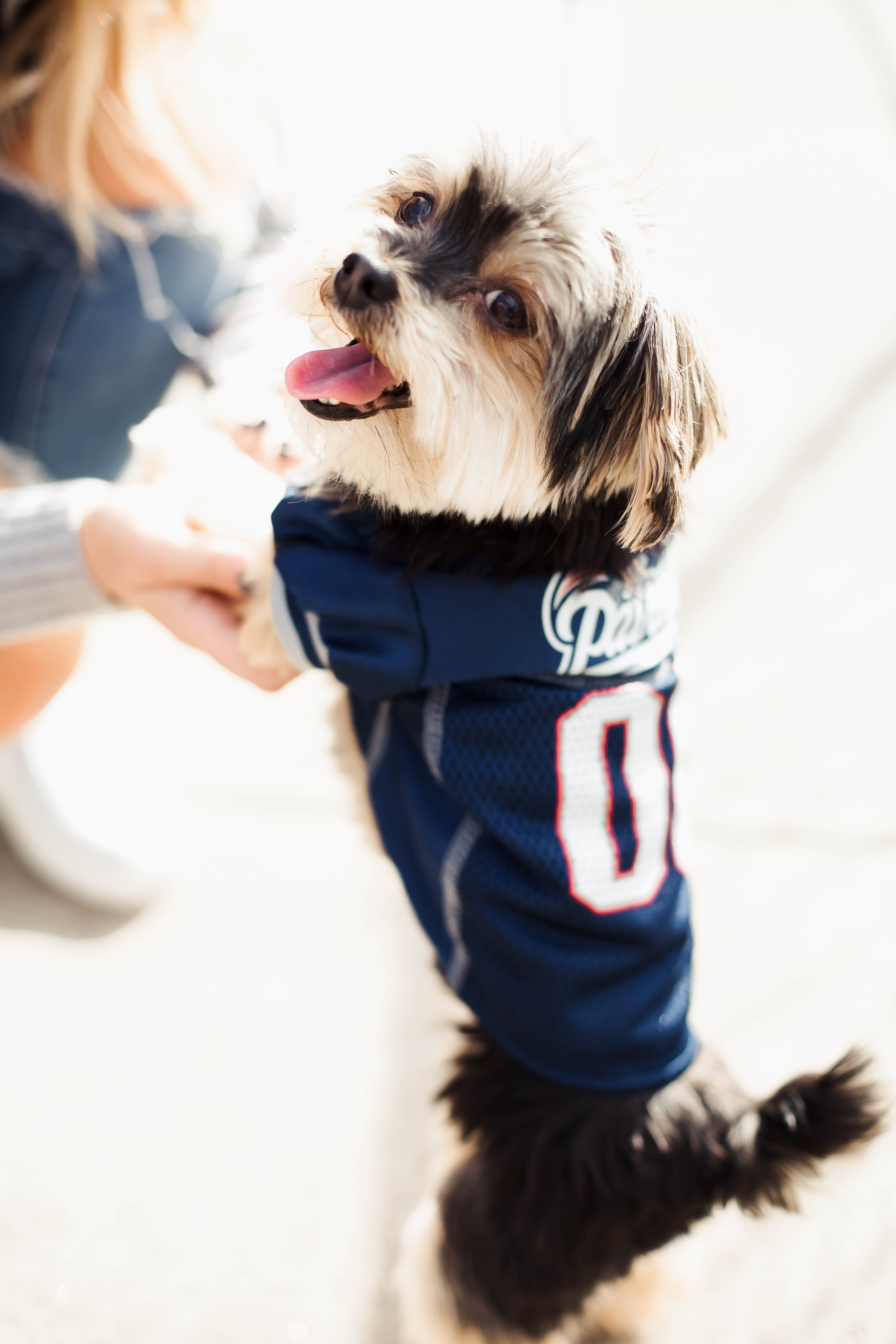 New England Patriots NFL Gear for Pets